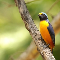 Organka śpiewna - Euphonia musica - Antillean Euphonia