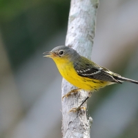 Lasówka sosnowa - Setophaga pinus - Pine Warbler