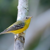 Lasówka sosnowa - Setophaga pinus - Pine Warbler