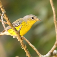 Lasówka sosnowa - Setophaga pinus - Pine Warbler