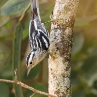 Pstroszka - Mniotilta varia - Black-and-white Warbler