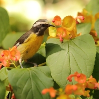 Cukrzyk bananowy - Coereba flaveola - Bananaquit