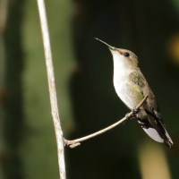 Pląśnik czarnopierśny - Riccordia swainsonii  - Hispaniolan Emerald
