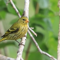 Czyż antylski - Spinus dominicensis - Antillean Siskin