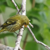 Czyż antylski - Spinus dominicensis - Antillean Siskin