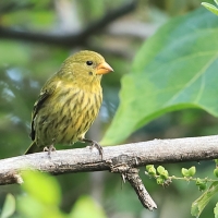 Czyż antylski - Spinus dominicensis - Antillean Siskin