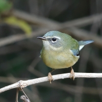 Lasówka granatowa - Setophaga caerulescens - Black-throated Blue Warbler