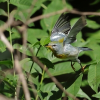 Lasówka obrożna - Setophaga americana - Northern Parula
