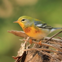 Lasówka obrożna - Setophaga americana - Northern Parula