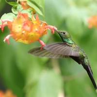Pląśnik czarnopierśny - Riccordia swainsonii  - Hispaniolan Emerald
