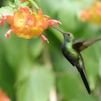 Pląśnik czarnopierśny - Riccordia swainsonii  - Hispaniolan Emerald