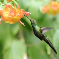 Pląśnik czarnopierśny - Riccordia swainsonii  - Hispaniolan Emerald