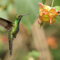 Pląśnik czarnopierśny - Riccordia swainsonii  - Hispaniolan Emerald