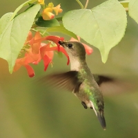 Pląśnik czarnopierśny - Riccordia swainsonii  - Hispaniolan Emerald
