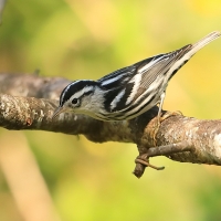 Pstroszka - Mniotilta varia - Black-and-white Warbler
