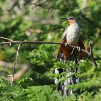 Jaszczurkojad szary - Coccyzus longirostris - Hispaniolan Lizard-Cuckoo