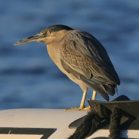 Czapla zielonawa - Butorides striata - Striated Heron