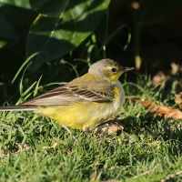 Pliszka żółta - Motacilla flava - Yellow Wagtail