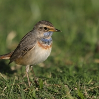 Podróżniczek - Luscinia svecica - Bluethroat