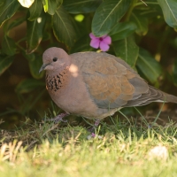 Synogarlica senegalska - Streptopelia senegalensis - Laughing Dove