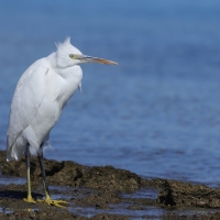Czapla rafowa - Egretta gularis - Western Reef-Egret