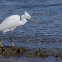 Czapla rafowa - Egretta gularis - Western Reef-Egret