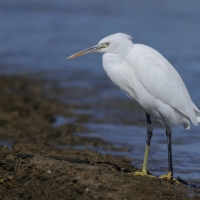 Czapla rafowa - Egretta gularis - Western Reef-Egret