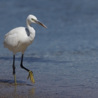 Czapla rafowa - Egretta gularis - Western Reef-Egret