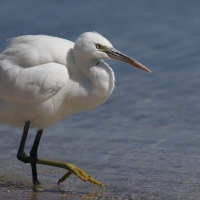 Czapla rafowa - Egretta gularis - Western Reef-Egret