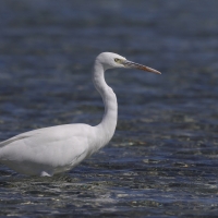 Czapla rafowa - Egretta gularis - Western Reef-Egret