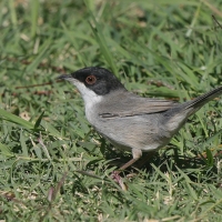 Pokrzewka aksamitna - Sylvia melanocephala - Sardinian Warbler