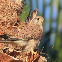 Pustułka zwyczajna - Falco tinnunculus - Common Kestrel