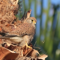 Pustułka zwyczajna - Falco tinnunculus - Common Kestrel