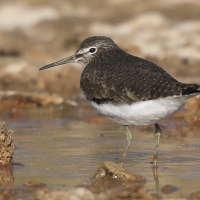 Samotnik - Tringa ochropus - Green Sandpiper