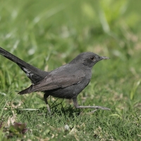 Drozdówka czarna - Cercotrichas podobe - Black scrub-robin
