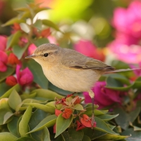 Pierwiosnek - Phylloscopus collybita - Common Chiffchaff