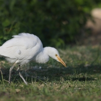 Czapla złotawa - Bubulcus ibis - Western Cattle Egret
