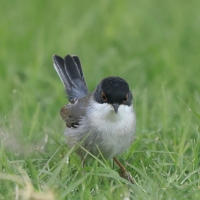 Pokrzewka aksamitna - Sylvia melanocephala - Sardinian Warbler