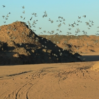 Gołąb skalny - Rock Pigeon
