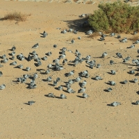 Gołąb skalny - Rock Pigeon
