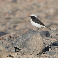 Białorzytka srokata - Oenanthe lugens - Mourning Wheatear
