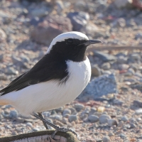 Białorzytka srokata - Oenanthe lugens - Mourning Wheatear