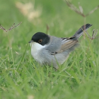 Pokrzewka aksamitna - Sylvia melanocephala - Sardinian Warbler