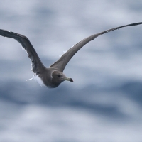 Mewa przydymiona - Ichthyaetus hemprichii - Sooty Gull