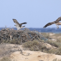 Rybołów - Pandion haliaetus - Osprey