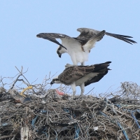 Rybołów - Pandion haliaetus - Osprey