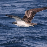 Rybołów - Pandion haliaetus - Osprey