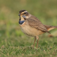 Podróżniczek - Luscinia svecica - Bluethroat