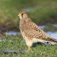 Pustułka zwyczajna - Falco tinnunculus - Common Kestrel