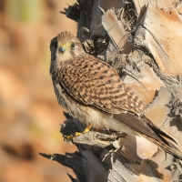 Pustułka zwyczajna - Falco tinnunculus - Common Kestrel
